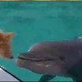 VIDEO: kutsu ja delfiin - enam nummimaks minna ei saa