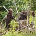 РЕДКИЙ КАДР | В Пярнуском уезде в объектив скрытой камеры попала медведица с пятью медвежатами 
