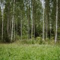 Uuring: mets on tore paik, kus värskes õhus puhata ja sportida