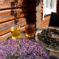 Кипрейное раздолье: чем полезен иван-чай и где его искать?
