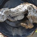 56 000-aastane kutsikas: Kanadast leiti aegade täiuslikem hundimuumia