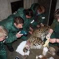 FOTO: Tallinna loomaaias avastati eakal amuuri leopardil Freddil kerge neeruprobleem