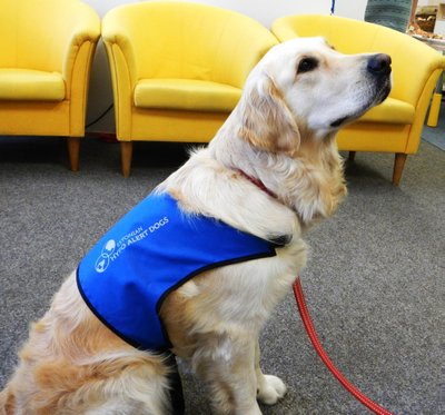 Hüpokoer on spetsiaalse väljaõppe saanud koer, kes tunneb haistmismeele abil ära inimese madala veresuhkru ja annab talle sellest märku.