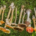 Признание: как я отравила грибами пять человек
