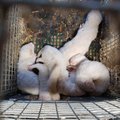 Euroopa veterinaarid: karusloomatöösturite uuring varjab loomade tegelikke kannatusi