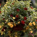 Цветы в корзине: 20 видов подвесных растений для квартиры, балкона и дачи
