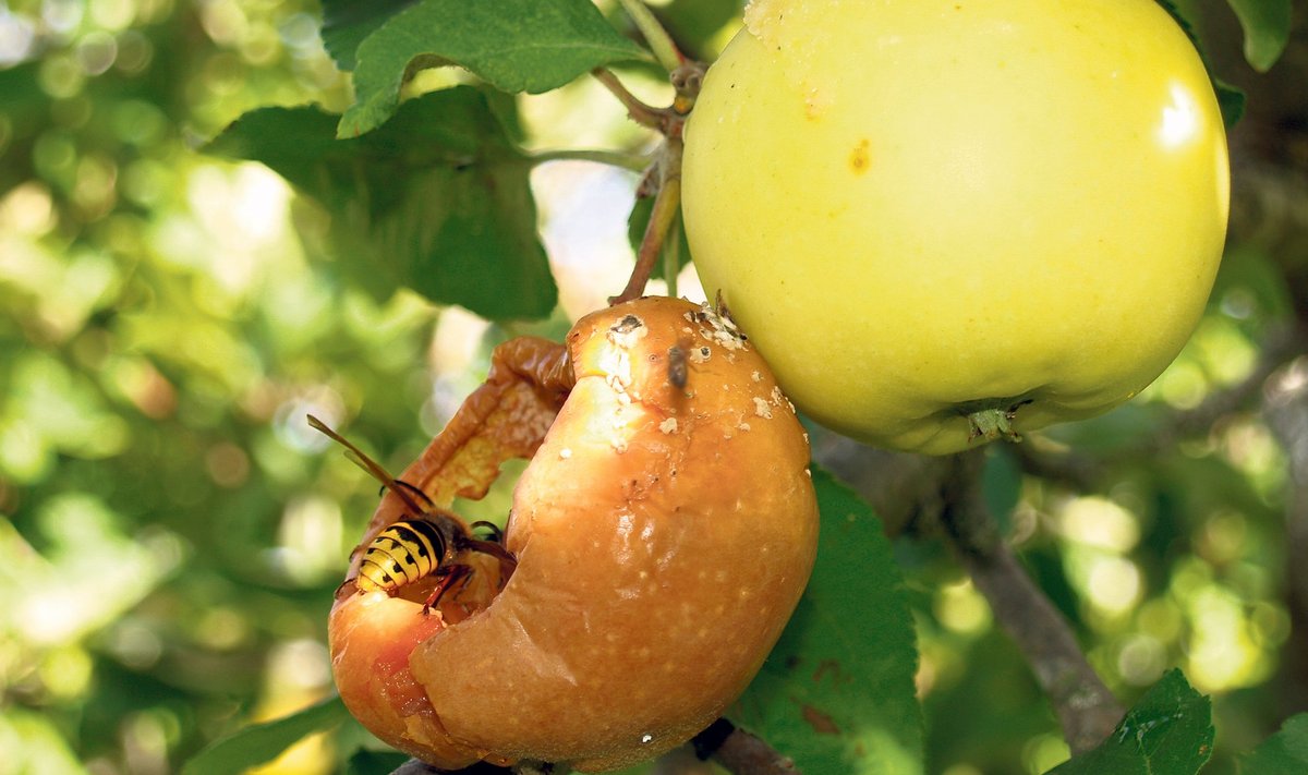 Mädanevate õunte puhul on kurja juureks puuviljamädaniku seen.