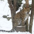 VIDEO: Tallinna loomaaia leopardid pakuvad lastele tõelist vaatemängu
