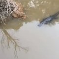 Hispaania politsei otsib taga jões seiklevat krokodilli
