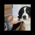 VIDEO | Vaata ja naera! Koer pole uue pereliikme saabumise üle üldse õnnelik