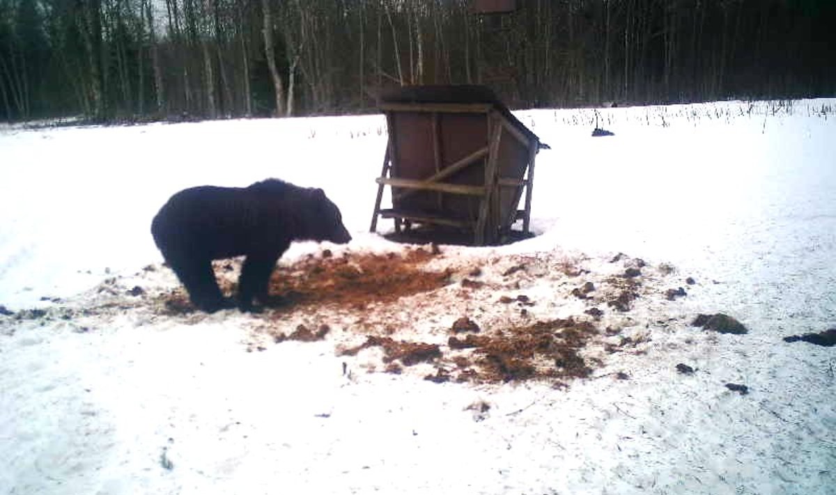 Rajakaamerasse jäänud karu