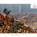 Eesti loodusfotograafi "Hull metsis" pälvis Euroopas kõrge tunnustuse