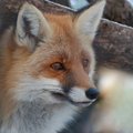 Karusnahavastane Euroopa kodanikualgatus kogus 48 tunniga üle 60 000 toetusallkirja