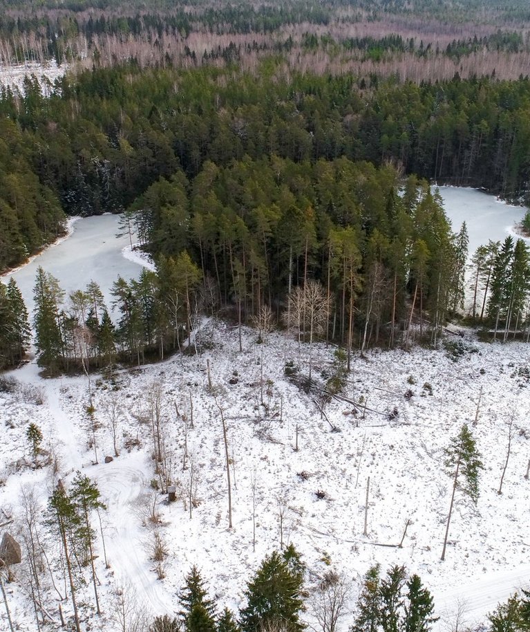 Keskkonnaühenduste arvates soovib valitsus kaitsta metsatööstusele sobivat status quo’d.