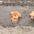 Naljakas VIDEO | Kaks koera tunnevad paksus mudas püherdamisest tohutut rõõmu