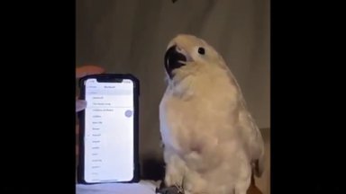 LUSTAKAS VIDEO | Papagoil on iga telefonihelina jaoks oma tants