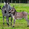 Трагедия в мини-зоопарке Латвии: посетители отравили жеребенка зебры сладостями