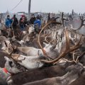 Saamide põhjapõdrad on Tšernobõli katastroofi tõttu jätkuvalt väga radioaktiivsed