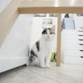 Siena lugu: varjupaiga kass, kes sai endale koguni kaks uut kodu