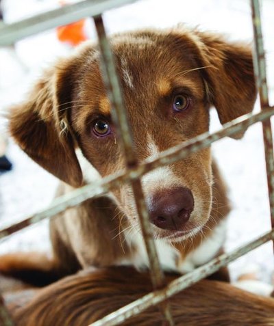 Ebaseaduslikes tingimustes kasvatatud loomad kannatavad tihti haiguste, erinevate füüsiliste probleemide ning emotsionaalsete ja käitumisprobleemide käes.