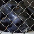 Vancouver keelustas kasside, koerte ja küülikute müügi loomapoodides!