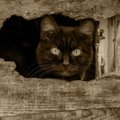 Täna tähistatakse musta kassi päeva: 5 head põhjust, miks võtta oma perre musta värvi kiisu