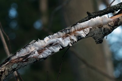 Ледяные волосы (Exidiopsis effusa), по-эстонски – inglijuuksed või haldjajuuksed (ka jäähabe või jäävill)
