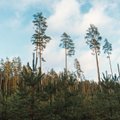 RMK peametsaülem: metsa otsasaamise kiiruse vähempakkujad ei arvesta, et raiutud aladele kasvab uus mets