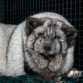 Jõhkrad FOTOD | Soome karusloomafarmides filmitud salajased kaadrid paljastavad, et loomade elutingimused paranenud ei ole