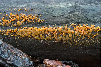 Дакримицес исчезающий (лат. Dacrymyces stillatus), по-эстонски — tava-pisarseen