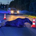 Летом на эстонских дорогах произошло много аварий с участием диких животных