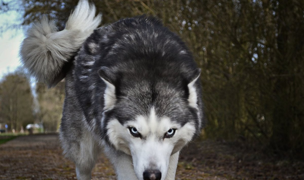 Hunt
