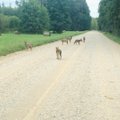 HARULDANE VIDEO | Soomaa lähedal hullasid hundikutsikad