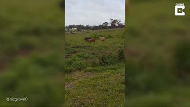 VEIDER VIDEO | Austraalia farmis läks olukord käest: koer kakles känguruga ja kits proovis seaga sugu teha