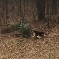 Naljakas VIDEO | Koerad kiindusid jõulupuusse nii tugevalt, et ei ole valmis sellest mitte mingil juhul veel loobuma