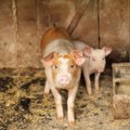 Seatööstuse hästi varjatud saladus: suure stressi all kannatavatel sigadel lõigatakse julmal viisil ära sabad