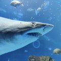 FOTOD | Tasub külastada: Poema del Mar, Euroopa suuruselt teine akvaarium asub väikesel Gran Canarial