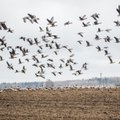 Looma- ja linnukaitsjad nõuavad linnurahu lisaks metsadele ka põldudel ehk niitmise keelamist