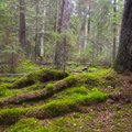 Vanad metsad aitavad Eestil kliimamuutusega rinda pista