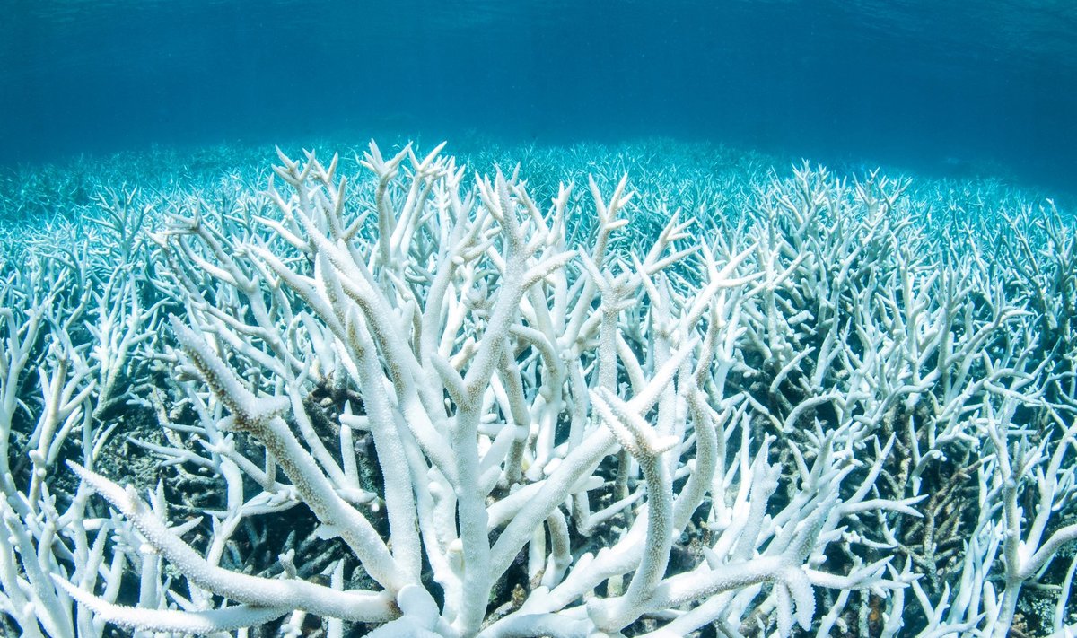 Korallid suudavad taluda kerget pleekimist, aga on siis edaspidi haigustele haavatavamad.