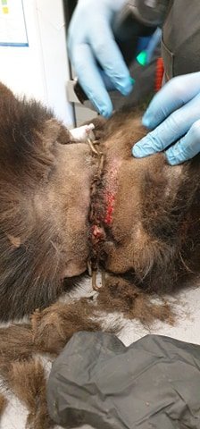 Kaks ketti olid koerale naha alla kasvanud ja mädanesid