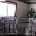 LUSTAKAD VIDEOD | 14 ainulaadset tantsusammu leiutanud papagoi keerutab retrohittide taustal lõbusalt jalga