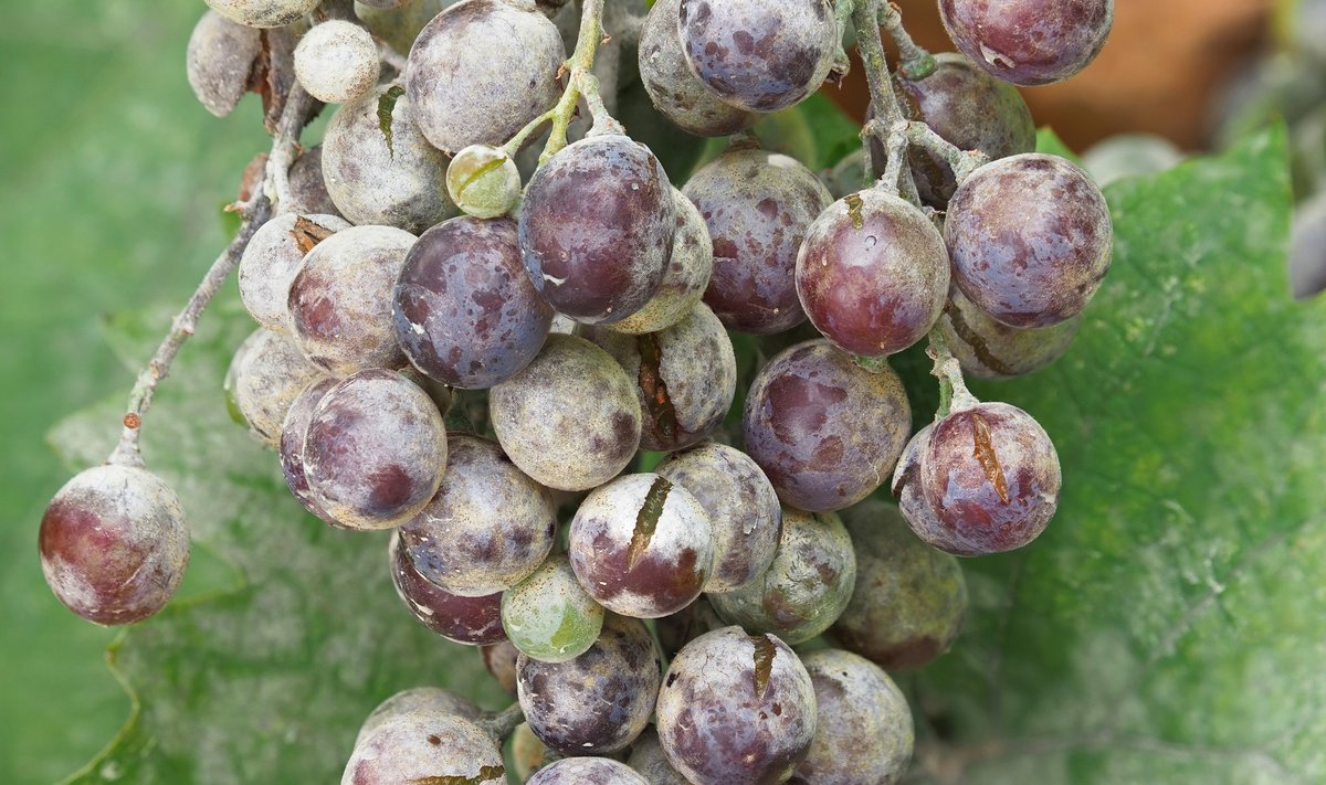Viinamarjad on justkui jahukirmega kaetud - tegu on jahukastega.