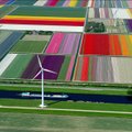 Tulbipõllud Hollandis