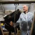 Eesti lehmad toodavad koroonavastast piima