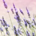 Häid põhjuseid, miks tasub sel hooajal aeda ohtralt lavendlit istutada