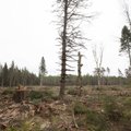 KURVAD FOTOD | Mida 100 000 euro suuruse kahju tekitanud metsavargus Hiiumaal järele jättis ja mida ei jätnud?