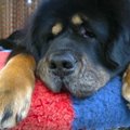VIDEO | Kangelane juba eluajal: hiiglane Boo päästab teiste koerte elusid verd annetades