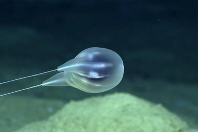 Duobrachium sparksae. (foto: NOAA)