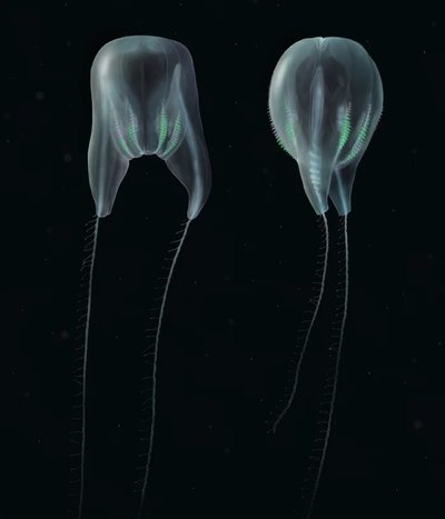 Duobrachium sparksae digijoonis. (Pilt: Nicholas Bezio, uut kammkarbiliiki kirjeldava teadusartikli üks autor)